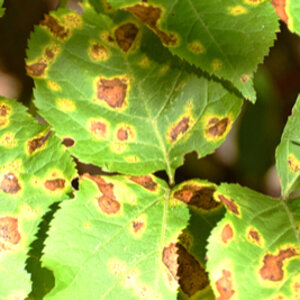 hemp russet mite damage.jpg