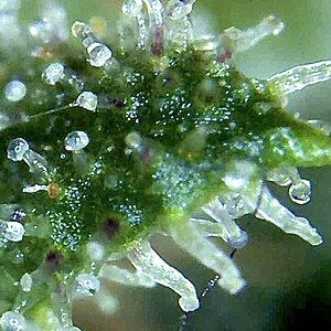 Bakerstreet trichome shot.