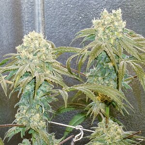 Problem child day 50