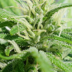 Closeup of a developing bud of 3-WWG