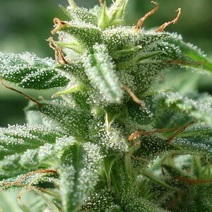 1-GGa       Gorilla Glue Auto day 71, bud closeup showing developing trichomes