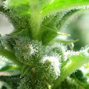 1-GGa  Gorilla Glue Auto day 72, trichome closeup