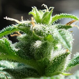 1-GGa  Gorilla Glue Auto day 72, trichome closeup