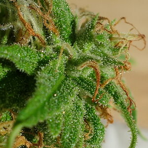 closeup on popcorn bud from 2-WW