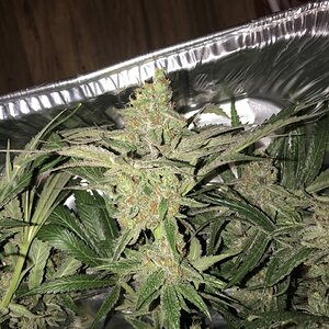 Icy Hot day 56 harvested