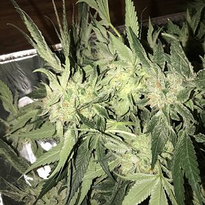 GG4XZKITTLES harvested day 56