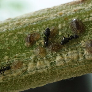 Scale mealybugs on some isolated stems of 3-WWG, ants feeding their honeydew