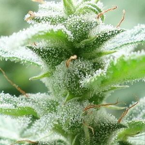 1-GGa  Gorilla Glue Auto trichome closeup