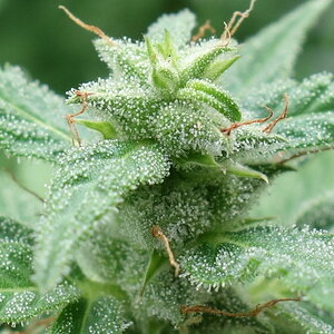 1-GGa  Gorilla Glue Auto trichome closeup