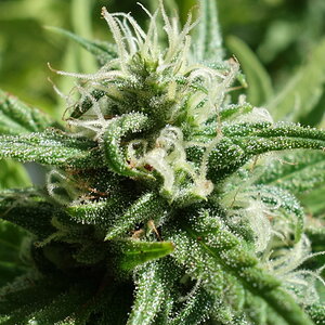 3-WWG  White Widow/Gorgonzola cross - bud closeup