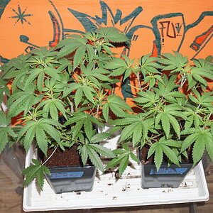 G13 haze f4 x bwiz