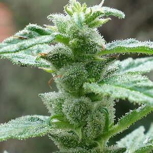 1-GGa, Gorilla Glue Auto day 79 - trichome closeup