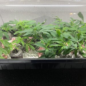 Gorilla Glue clones