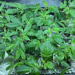 Gorilla Glue clones