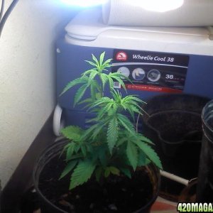 1st grow