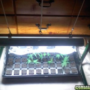 1st clones