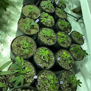 Gorilla Glue Clones