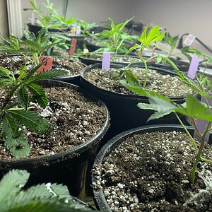 Gorilla Glue clones