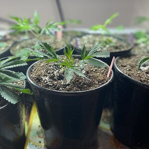 Gorilla Glue Clones