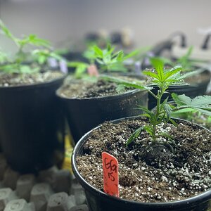 Gorilla Glue clones