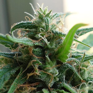 3-WWG   White Widow/Gorgonzola - bud closeup