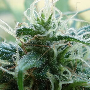 3-WWG   White Widow/Gorgonzola - trichome closeup