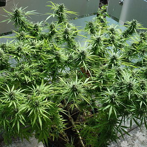 2-WW  -  Quadlined & Supercropped White Widow in 30L pot   -  9th week flowering