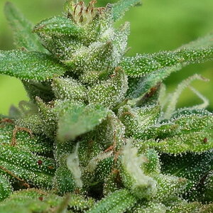 2-WW  White Widow bud closeup