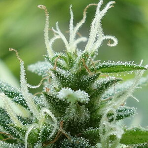 3-WWG  White Widow/Gorgonzola trichome closeup