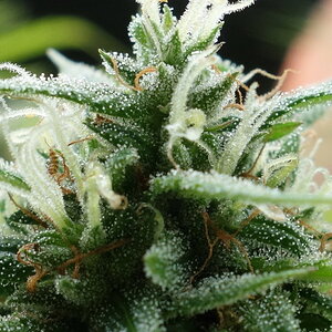 3-WWG  White Widow/Gorgonzola bud closeup