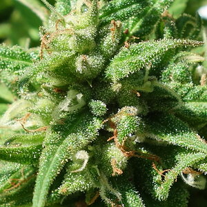 2-WW  - White Widow - bud closeup - beginning week 10 flowering