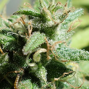 3-WWG - White Widow/Gorgonzola - trichome closeup - beginning week 10 flowering