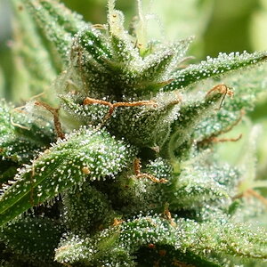 3-WWG bud closeup