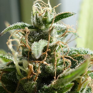 3-WWG bud closeup