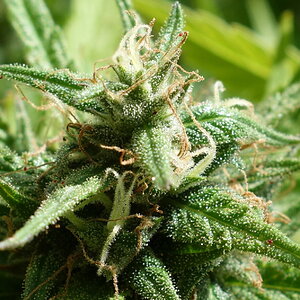 3-WWG bud closeup