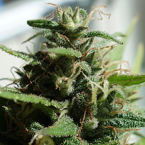 3-WWG bud closeup