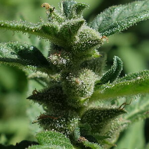 1-GGa  -  Gorilla Glue Auto  - pistil closeup - Day 91