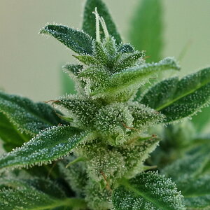 1-GGa  -  Gorilla Glue Auto  - pistil closeup - Day 91