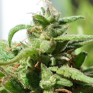 2-WW  -  White Widow bud closeup - 10th week flowering