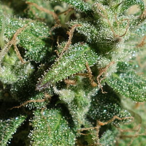 3-WWG  -  White Widow/Gorgonzola  -  bud/trichome closeup