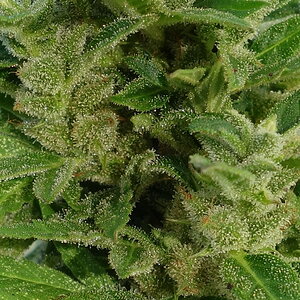 1-GGa  -  Gorilla Glue Auto trichome closeup -  Day 92