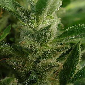 1-GGa  -  Gorilla Glue Auto trichome closeup -  Day 92