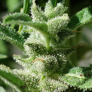 1-GGa  -  Gorilla Glue Auto trichome closeup -  Day 92