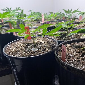 Super Lemon Clones