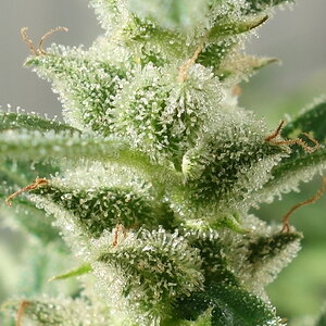 1-GGa  -  Gorilla Glue Auto trichome closeup -  day 95