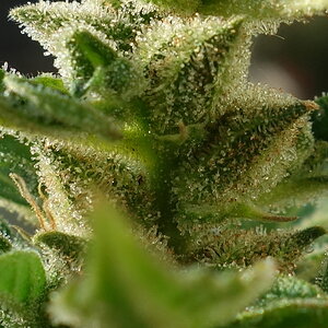 1-GGa  -  Gorilla Glue Auto trichome closeup -  day 95