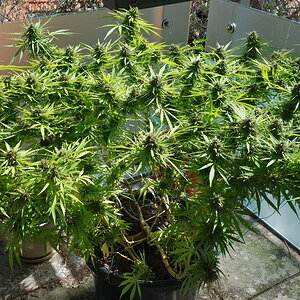 2-WW  - White Widow - end of week 10 flowering