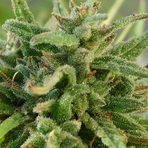 2-WW  - White Widow - end of week 10 flowering bud closeup