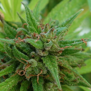 2-WW  - White Widow - end of week 10 flowering bud closeup