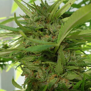 2-WW  -  White Widow Cola closeup